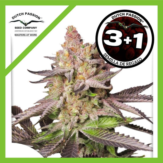 Melonade Runtz Fem X3+1 - Dutch Passion