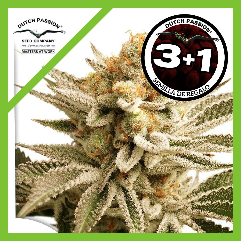 Lemon Z Fem X3+1 - Dutch Passion