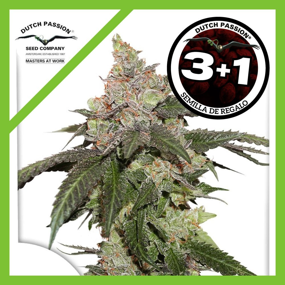 Kerosene Krash Fem X3+1 - Dutch Passion