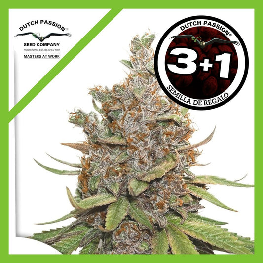 Glueberry OG Auto X3+1 - Dutch Passion