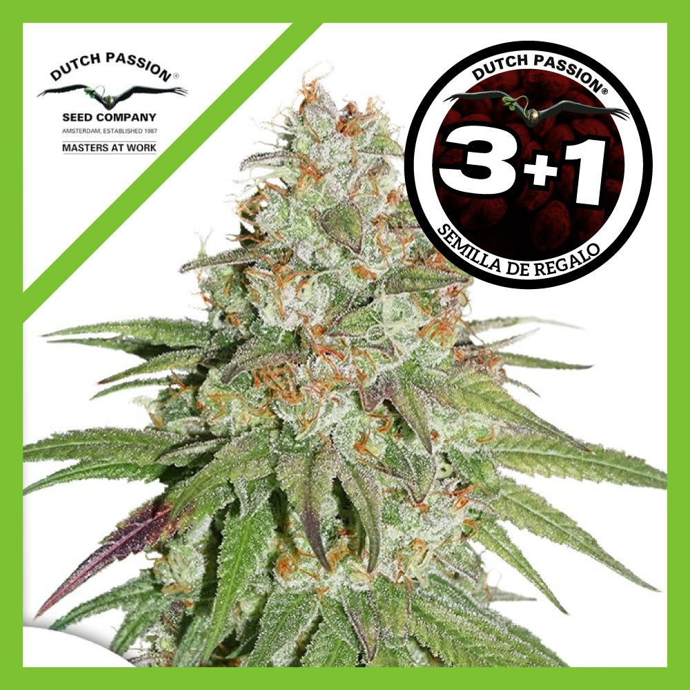 Glueberry OG Fem X3+1 - Dutch Passion