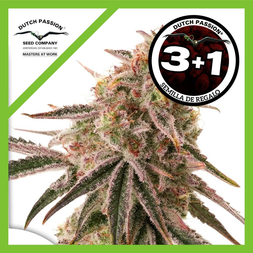 Frozen Biscotti Fem X3+1 - Dutch Passion