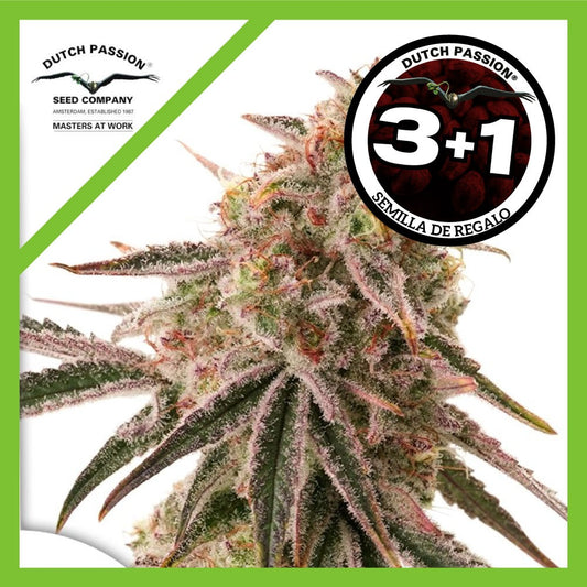 Frozen Biscotti Fem X3+1 - Dutch Passion
