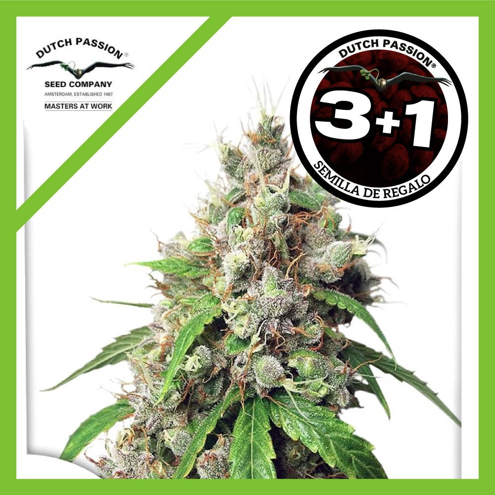 Euforia Fem X3+1 - Dutch Passion