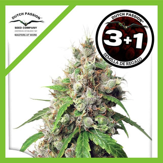 Euforia Fem X3+1 - Dutch Passion