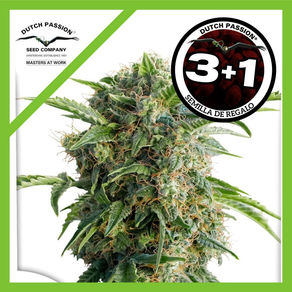 Daiquiri Lime Auto X3+1 - Dutch Passion