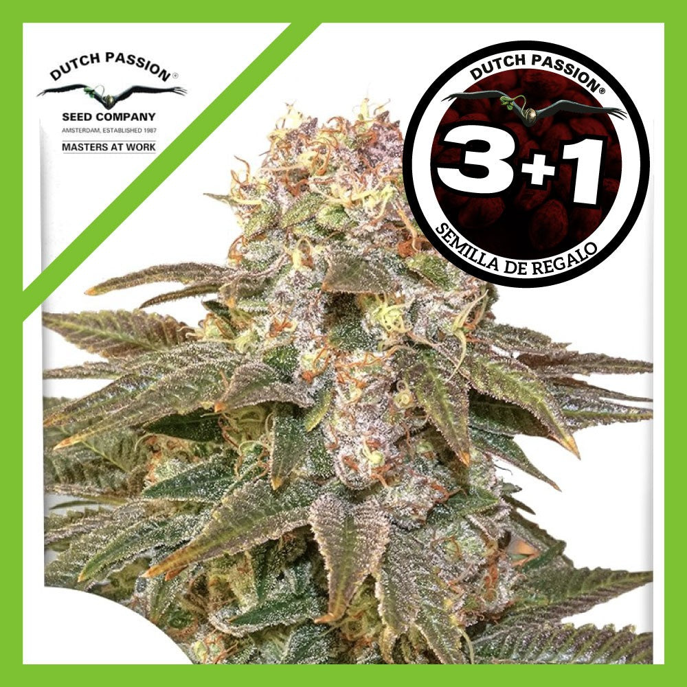 C-Vibez Fem X3+1 - Dutch Passion