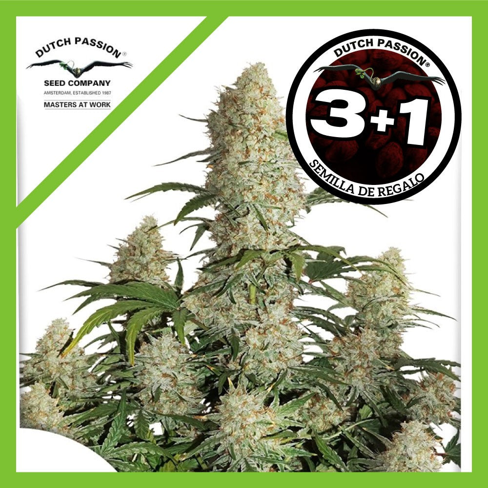 Critical Orange Punch Auto X3+1 - Dutch Passion