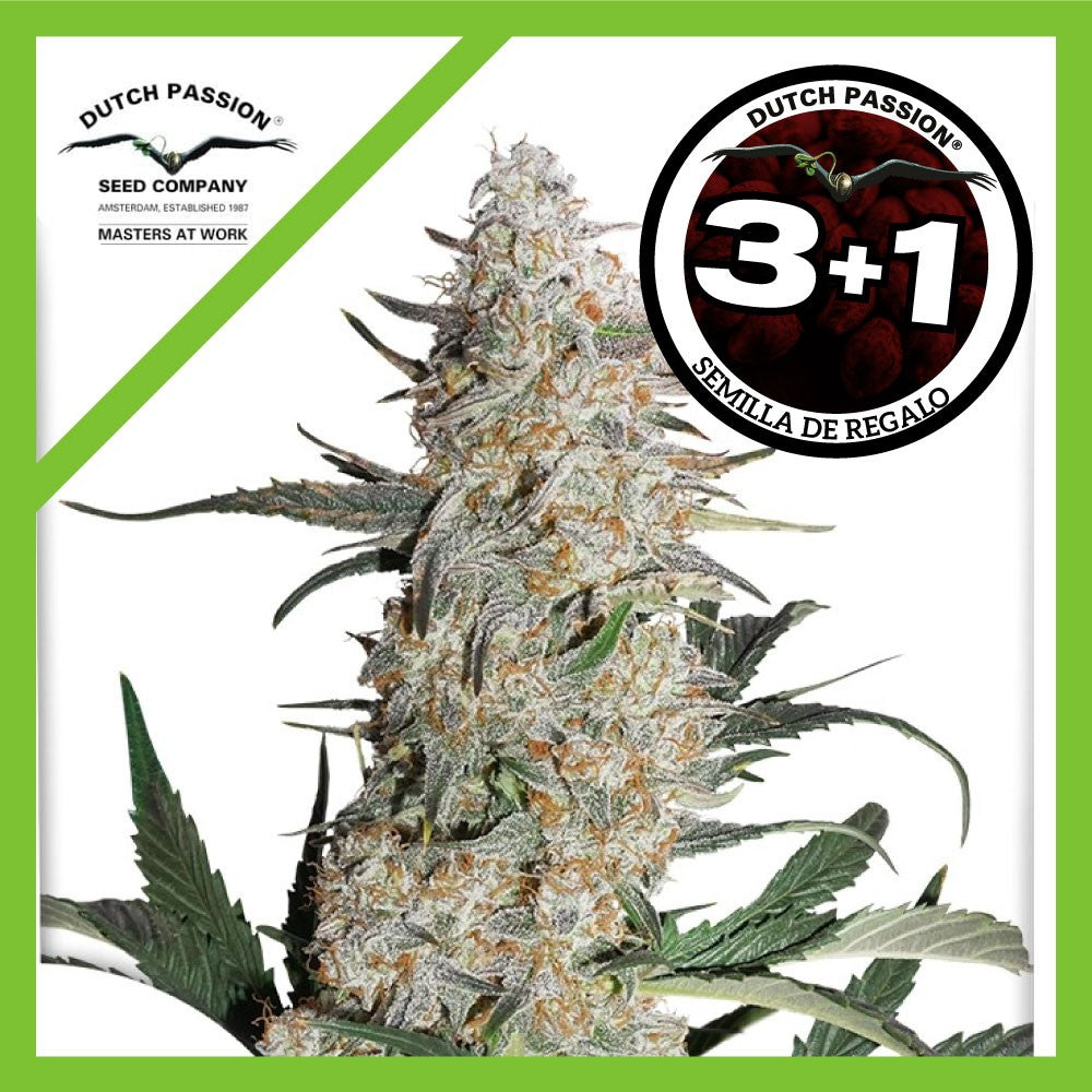 Critical Orange Punch Fem X3+1 - Dutch Passion