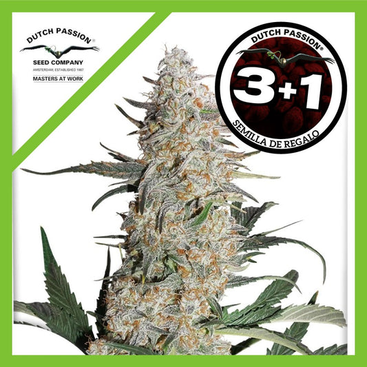 Critical Orange Punch Fem X3+1 - Dutch Passion