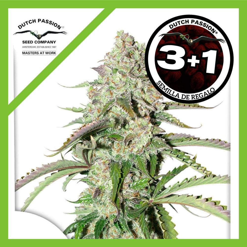 Colorado Cookies Auto X3+1 - Dutch Passion