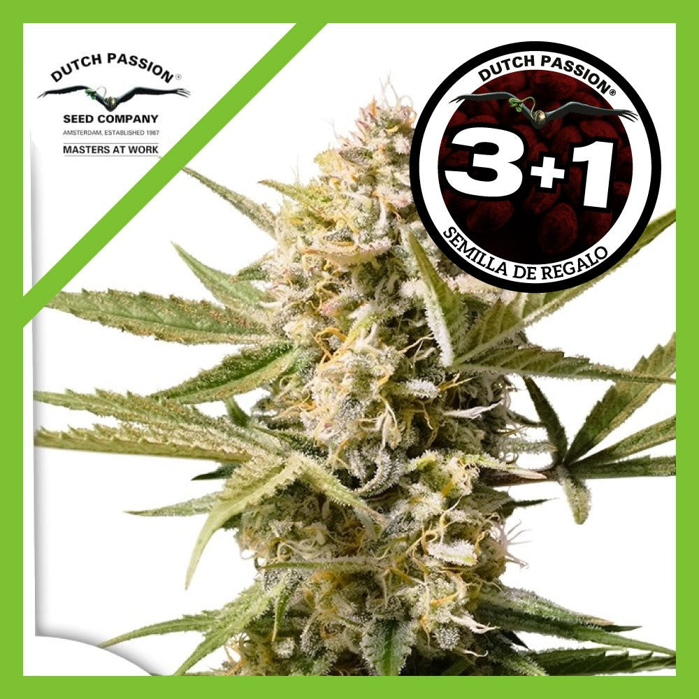 Cinderella Jack Auto X3+1 - Dutch Passion