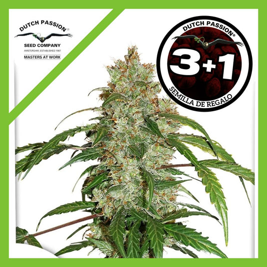 CBD White Widow Auto X3+1 - Dutch Passion