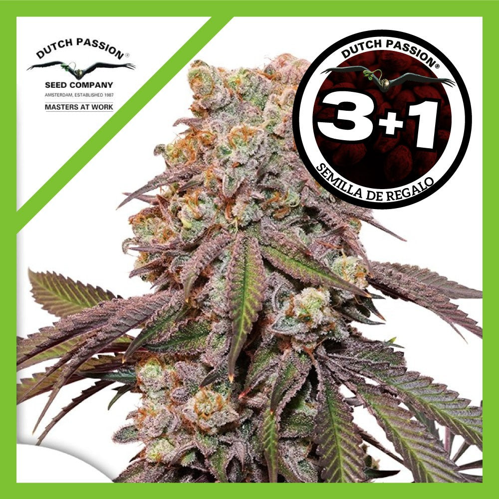 Candy Bubatz Xl Auto X3+1 - Dutch Passion