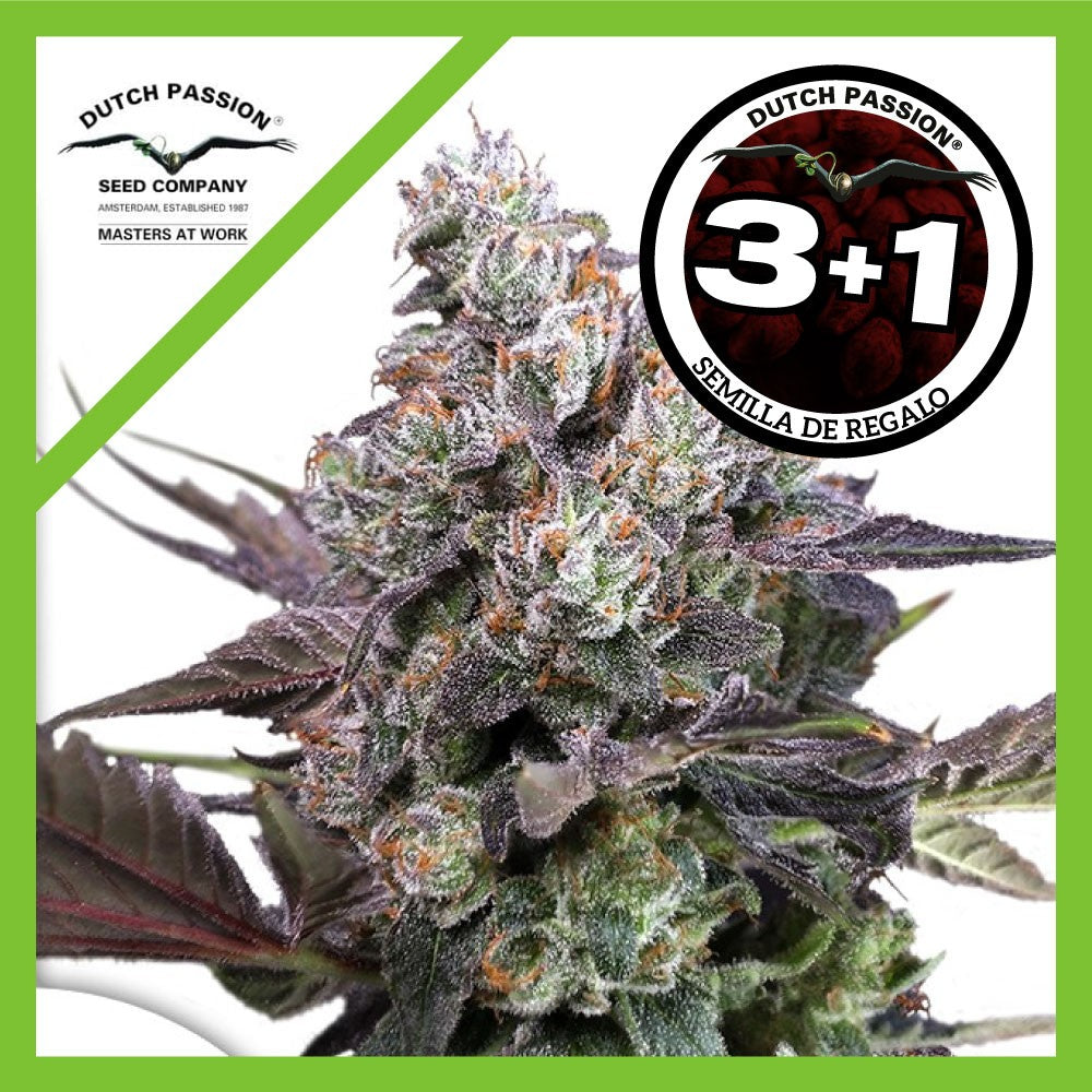 Candy Bubatz Xl Fem X3+1 - Dutch Passion