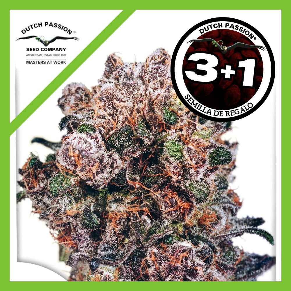 Blueberry Fem X3+1 - Dutch Passion