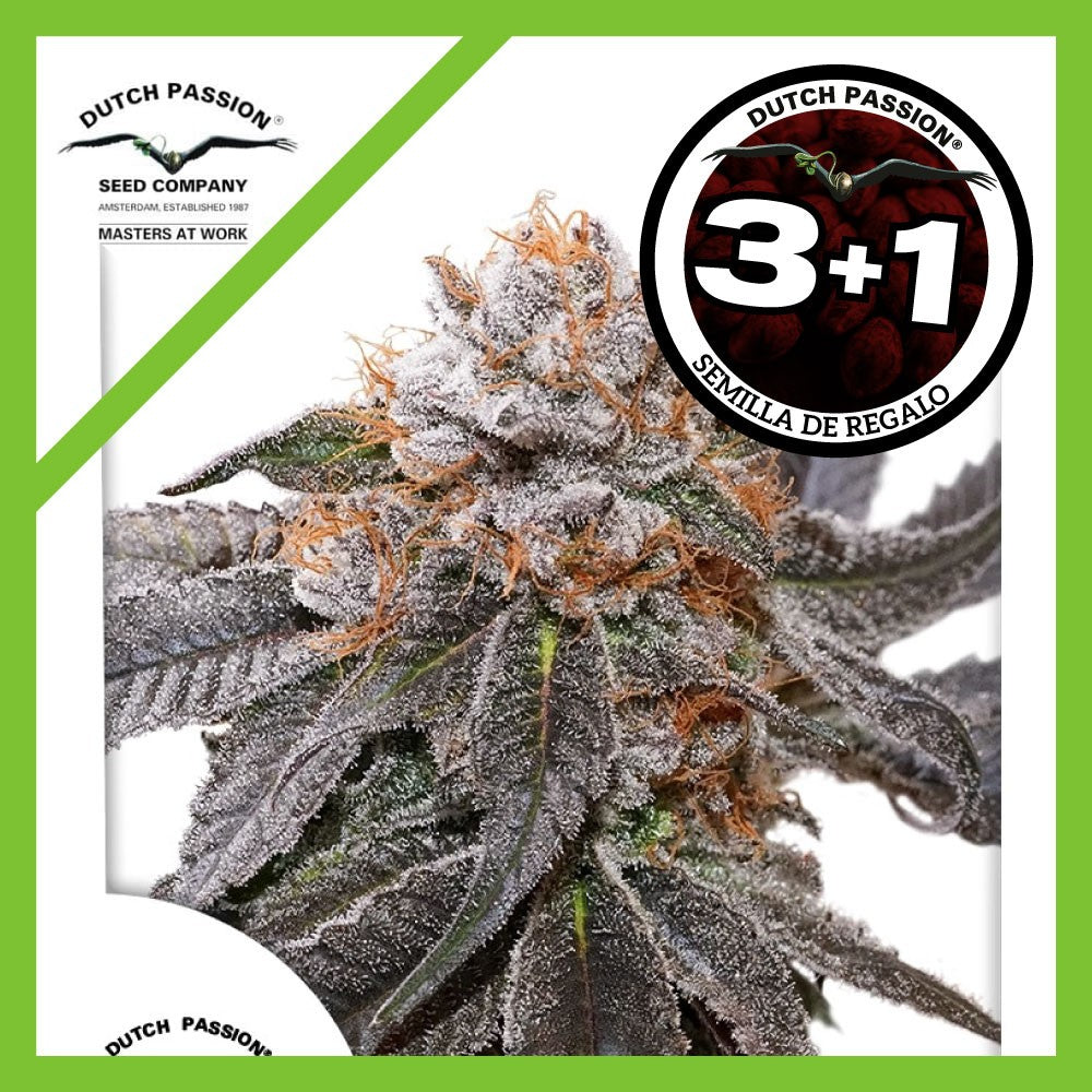 Blue Zushi Fem X3+1 - Dutch Passion