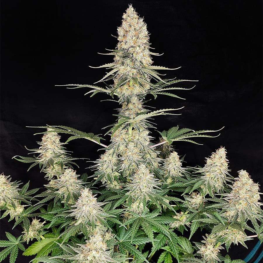 Quasar Fem X3+1 - Buddha Seeds