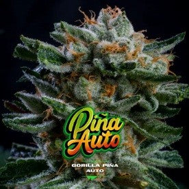 Gorilla Piña Auto X12 - Bsf