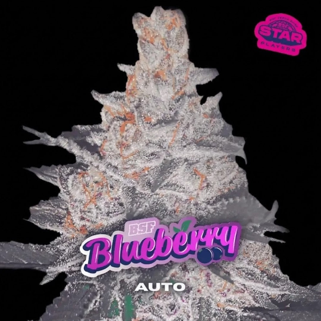 Blue Berry Auto X100 - Bsf