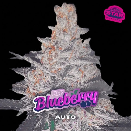 Blue Berry Auto X100 - Bsf