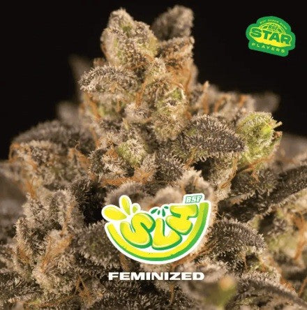 Super Lemon Haze Fem X100 - Bsf - vista 2