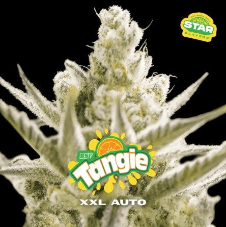 Tangie Xxl Auto X100 - Bsf - vista 2
