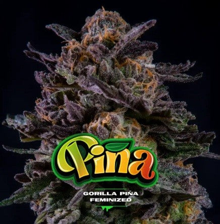 Gorilla Piña Fem X100 - Bsf
