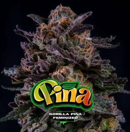 Gorilla Piña Fem X100 - Bsf