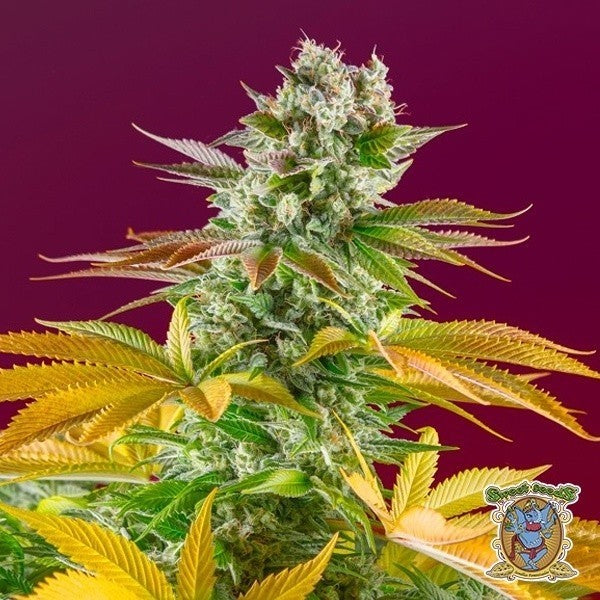 Gorilla Girl F1 Fast Version X25 - Sweet Seeds - vista 2