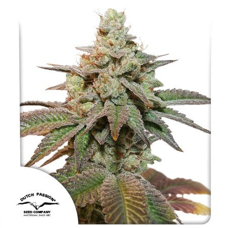 Kerosene Krash Auto X3 - Dutch Passion