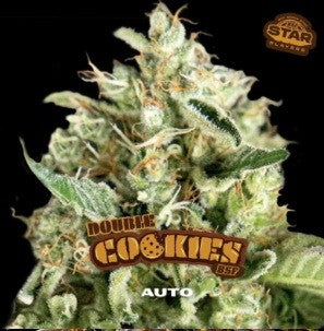 Double Cookies Sp Auto X12 - Bsf