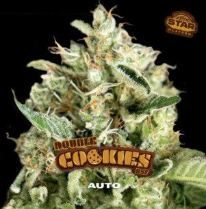 Double Cookies Sp Auto X7 - Bsf