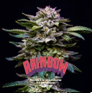 Gorilla Rainbows Fem X12 - Bsf