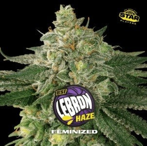 Lebron Haze Fem X7 - Bsf