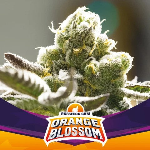 Orange Blossom Fem X7 - Bsf