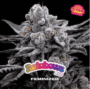 Rainbows Sp Fem X7 - Bsf