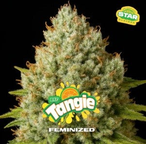Tangie Fem X7 - Bsf