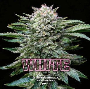 White Gorilla Fem X7 - Bsf