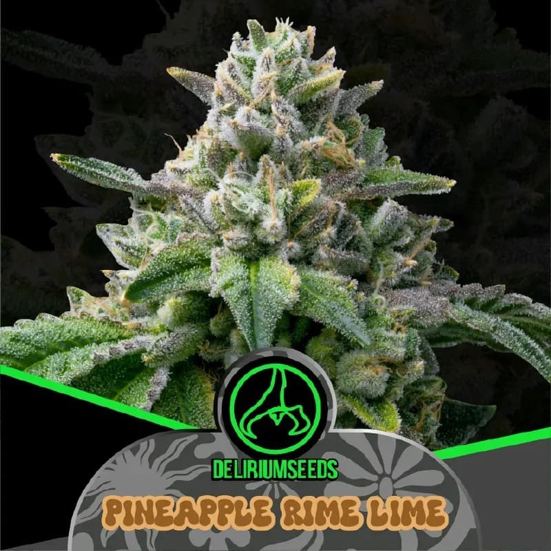 Pineapple Rime Line Auto X4 - Delirium Seeds