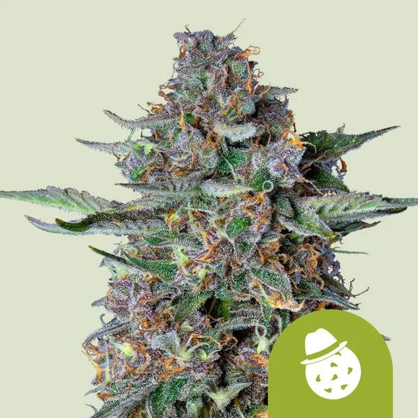 Do-Si-Dos Usa Premium Auto X1 - Royal Queen Seeds
