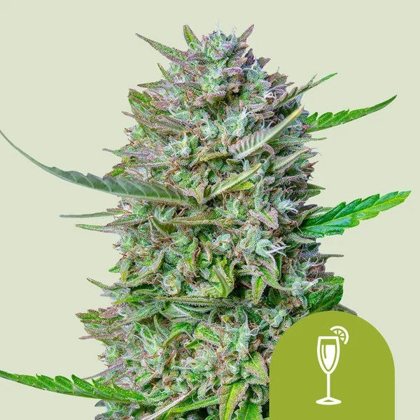 Mimosa Usa Premium Auto X1 - Royal Queen Seeds