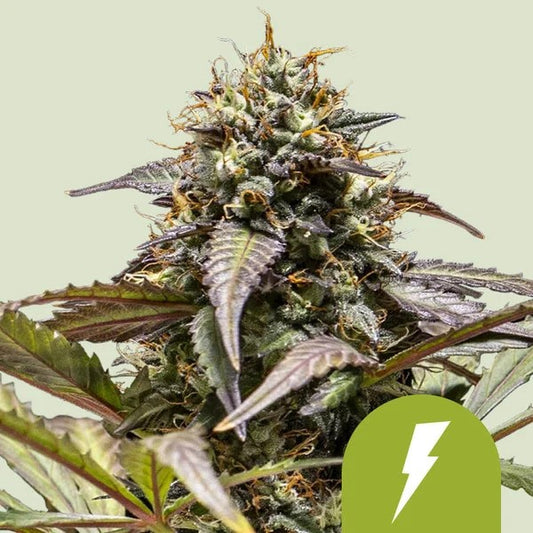 North Thunderfuck Usa Premium Auto X1 - Royal Queen Seeds