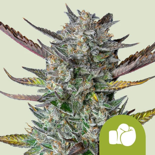 Purple Punch Usa Premium Auto X1 - Royal Queen Seeds