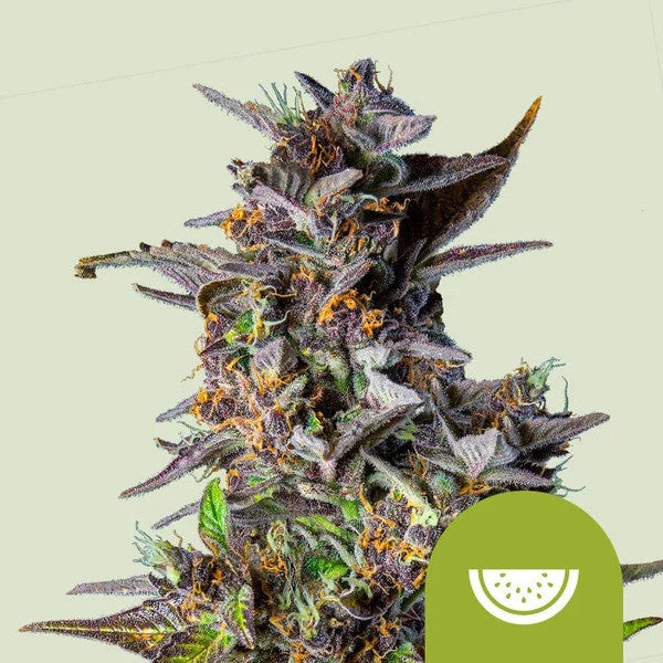 Watermelon Usa Premium Auto X1 - Royal Queen Seeds