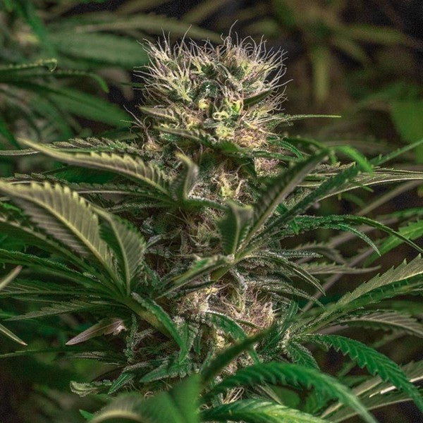 Blue Magic Fem X3 - Spanish Passion Seeds