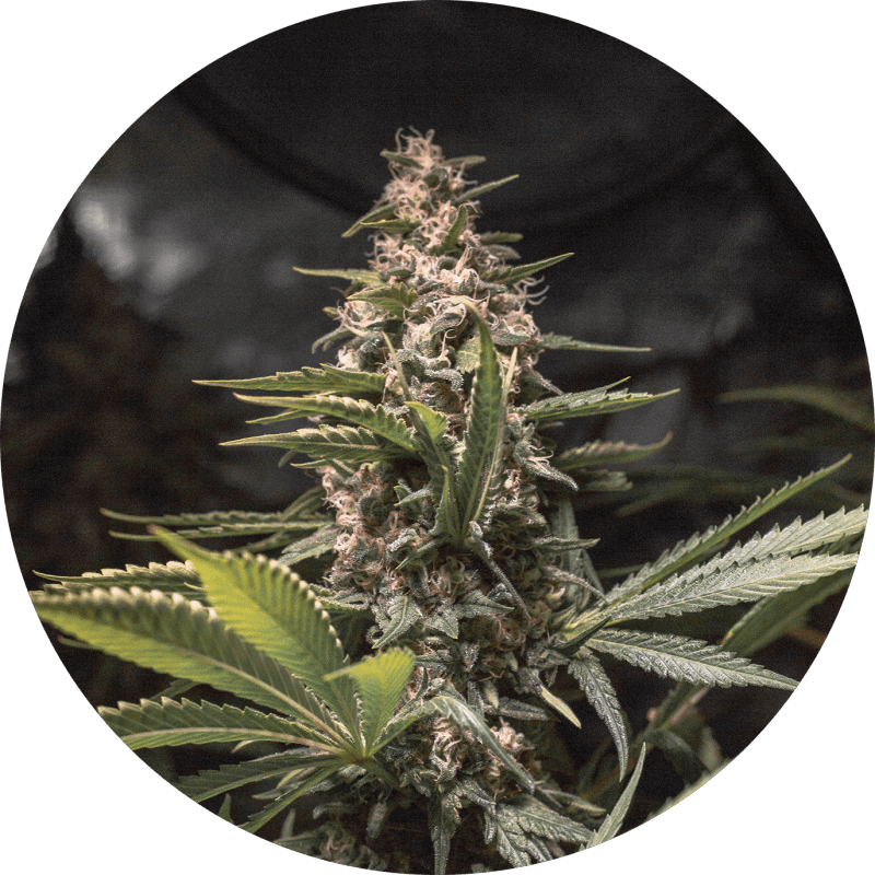 Chocolate Spanish Candy Fem X3 - Spanish Passion Seeds