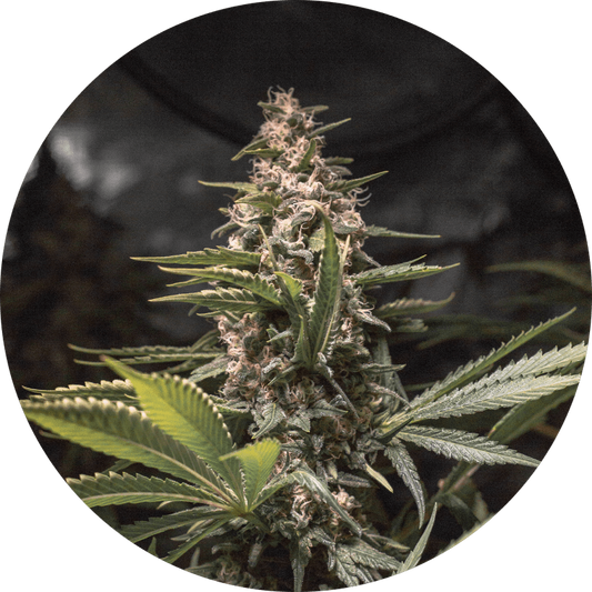 Chocolate Spanish Candy Fem X3 - Spanish Passion Seeds