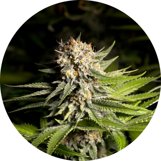 Girl Scout Cookies Fem X3 - Spanish Passion Seeds