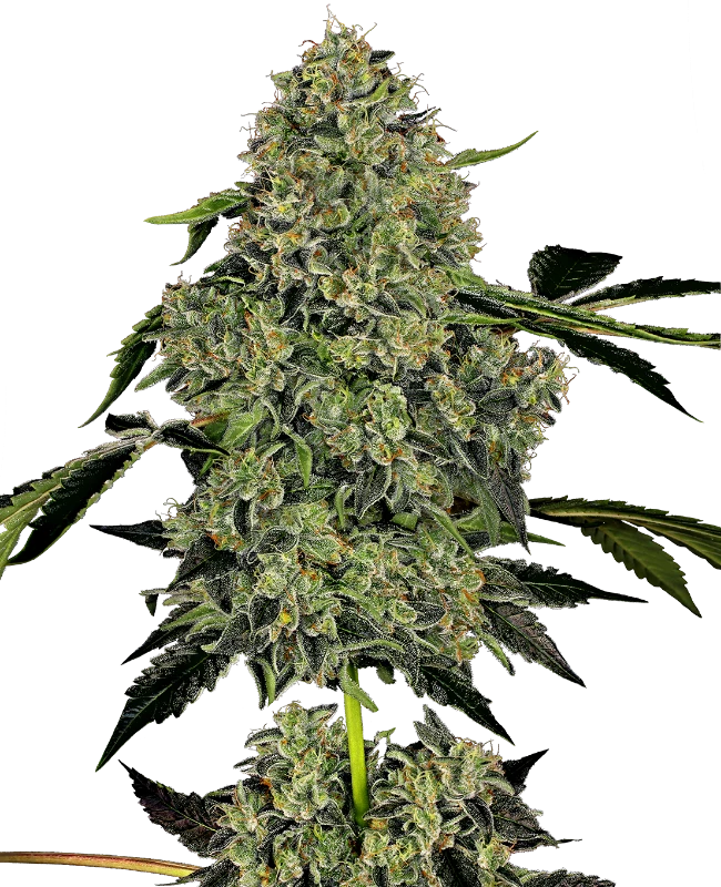OG Kush Auto X3+1 White Label By Sensi Seeds